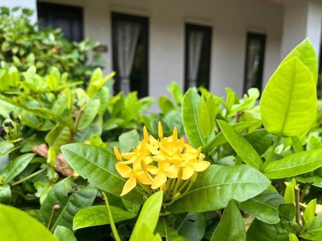 Baan Chueng Kao Resort Ranong Exterior foto
